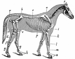 skeleton horse
