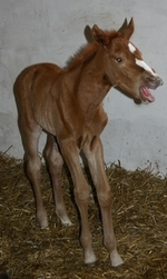 Fohlen